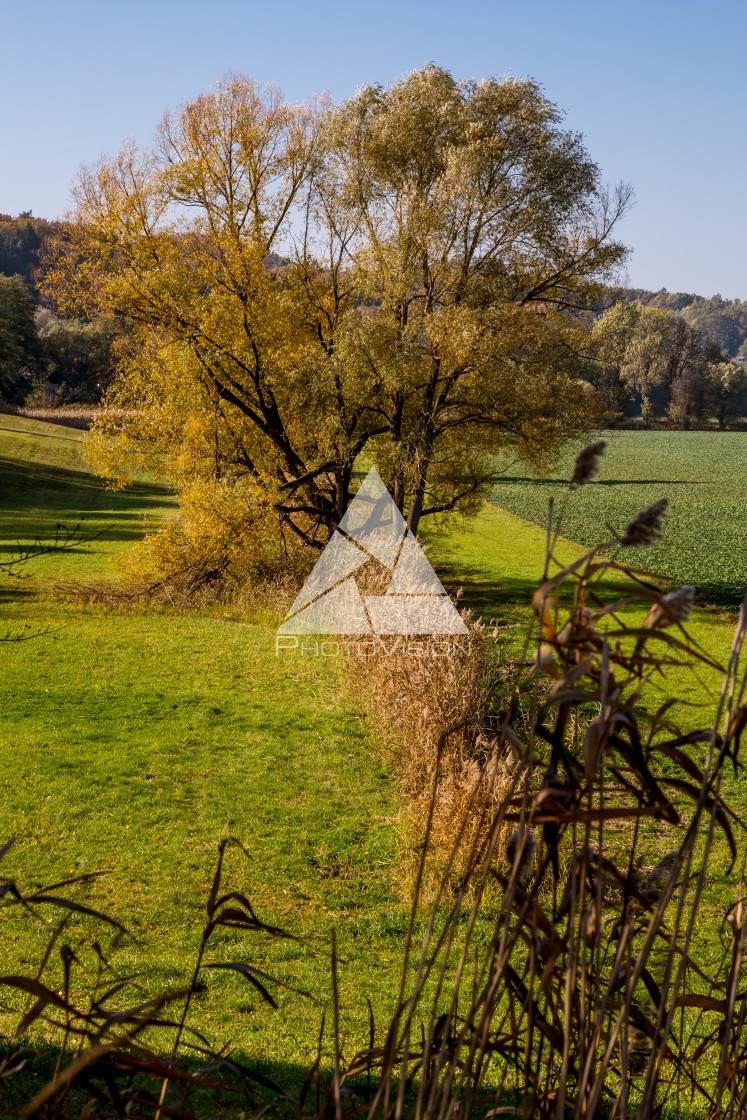 "Autumn landscape with colorful trees" stock image