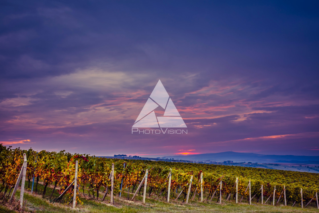 "Sunrise over the vineyards of South Moravia" stock image