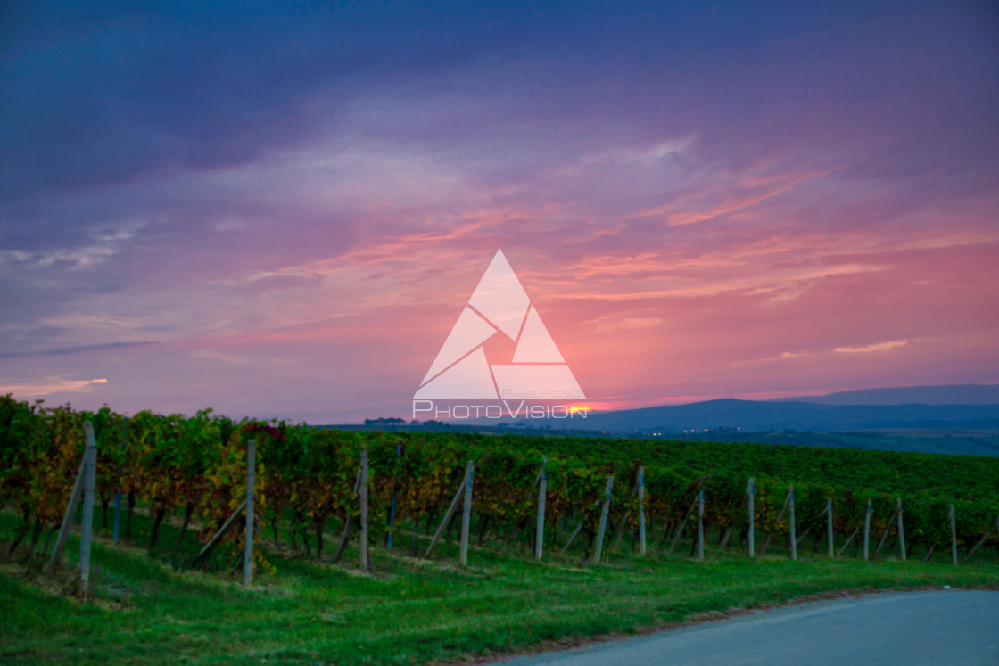 "Sunrise over the vineyards of South Moravia" stock image