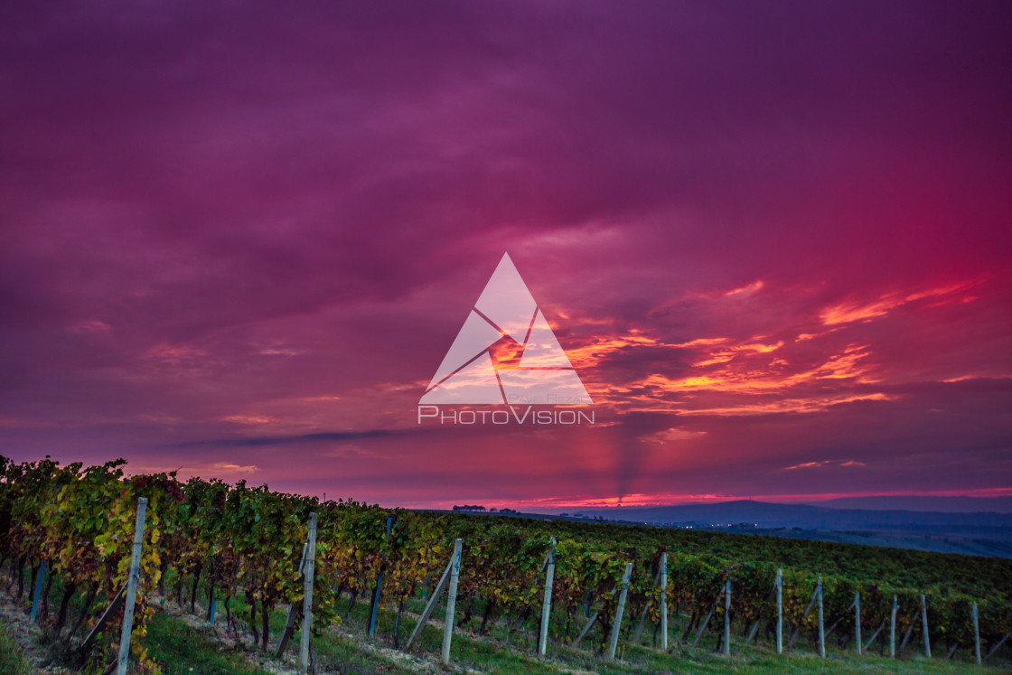 "Sunrise over the vineyards of South Moravia" stock image