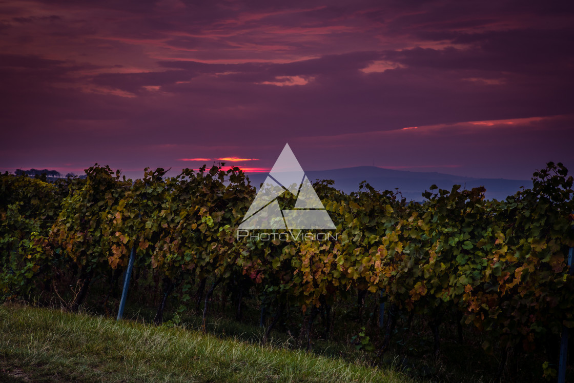 "Sunrise over the vineyards of South Moravia" stock image