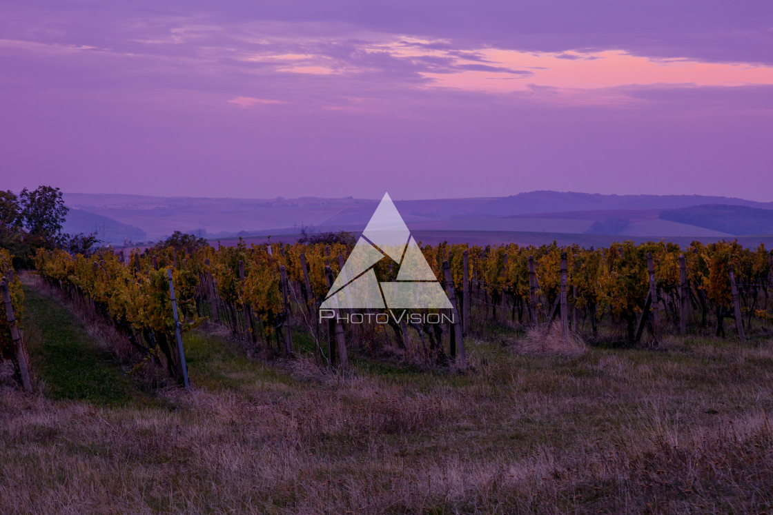 "Sunrise over the vineyards of South Moravia" stock image