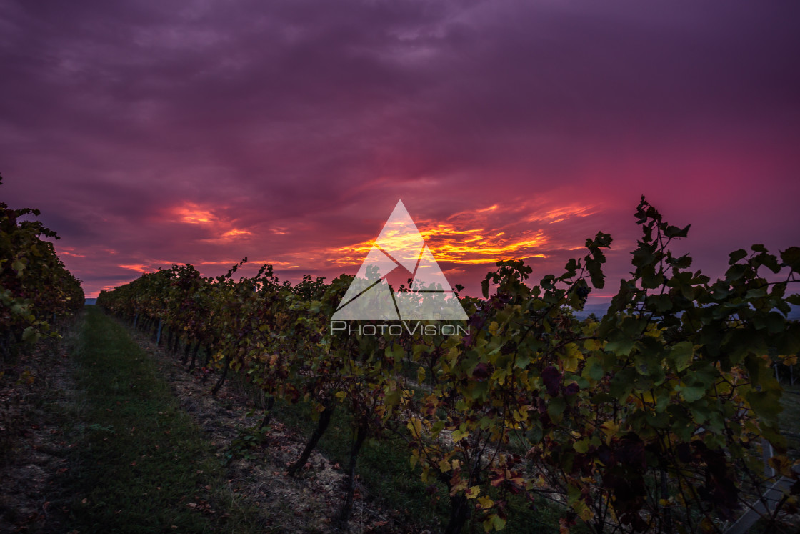 "Sunrise over the vineyards of South Moravia" stock image