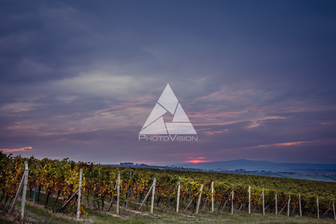 "Sunrise over the vineyards of South Moravia" stock image