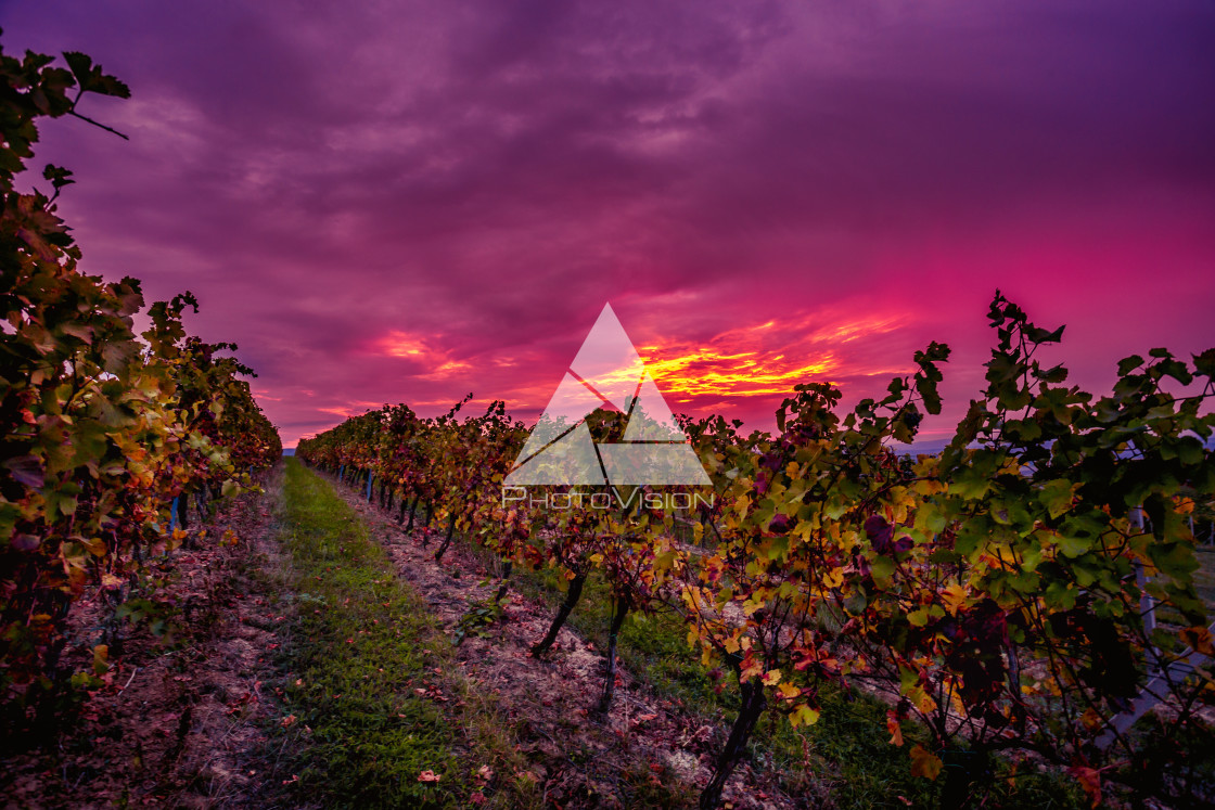 "Sunrise over the vineyards of South Moravia" stock image