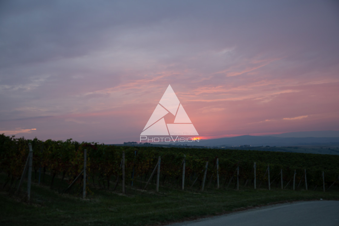 "Sunrise over the vineyards of South Moravia" stock image