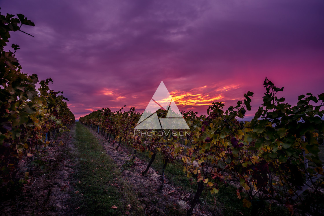 "Sunrise over the vineyards of South Moravia" stock image