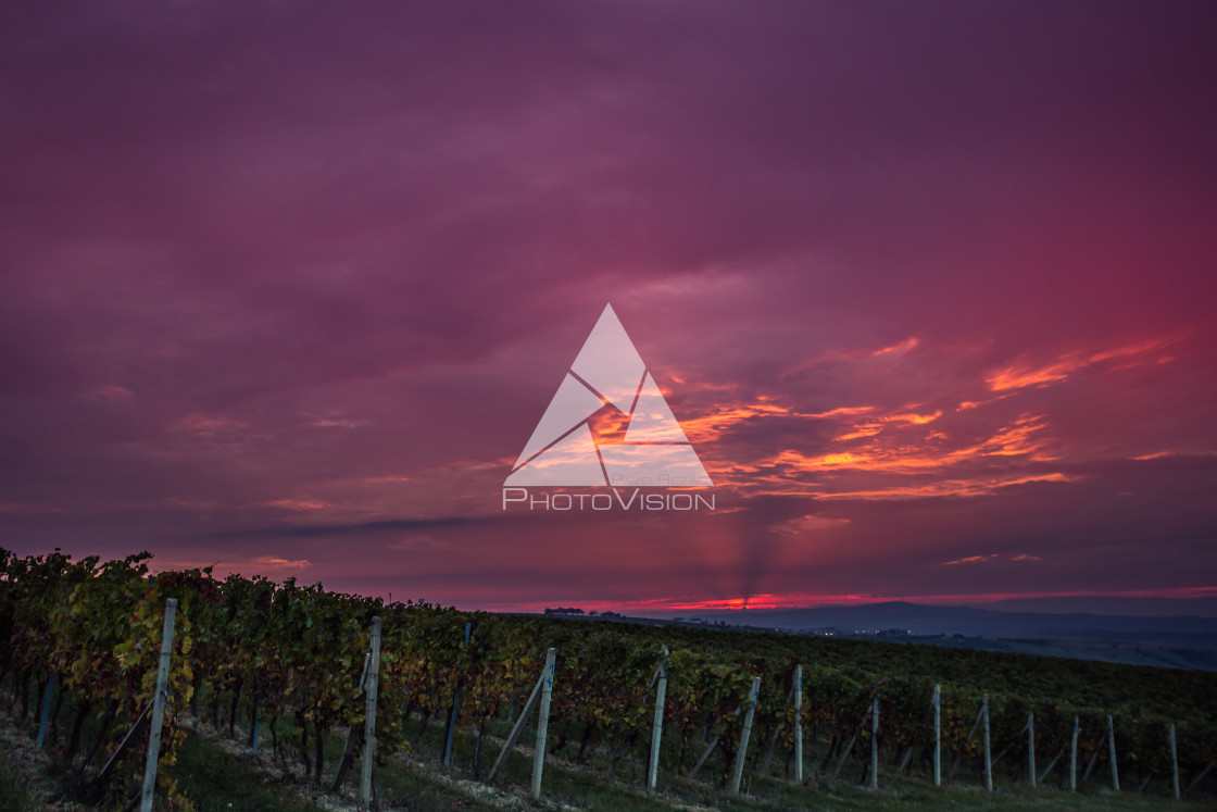 "Sunrise over the vineyards of South Moravia" stock image