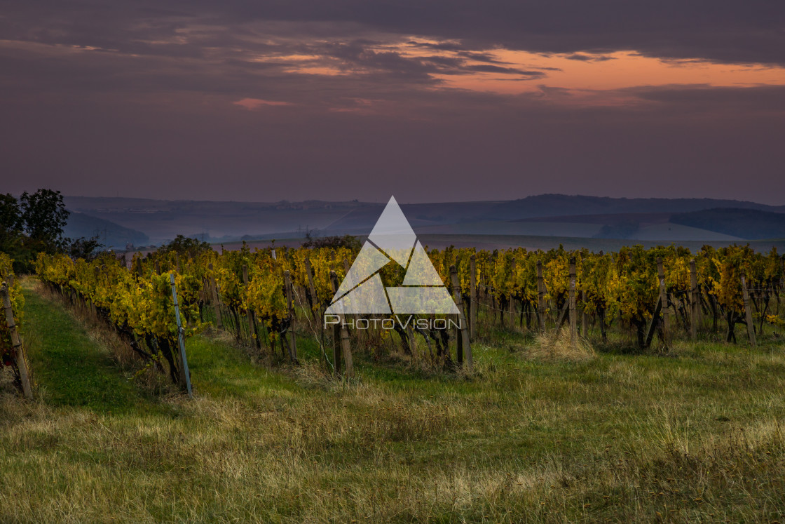 "Sunrise over the vineyards of South Moravia" stock image