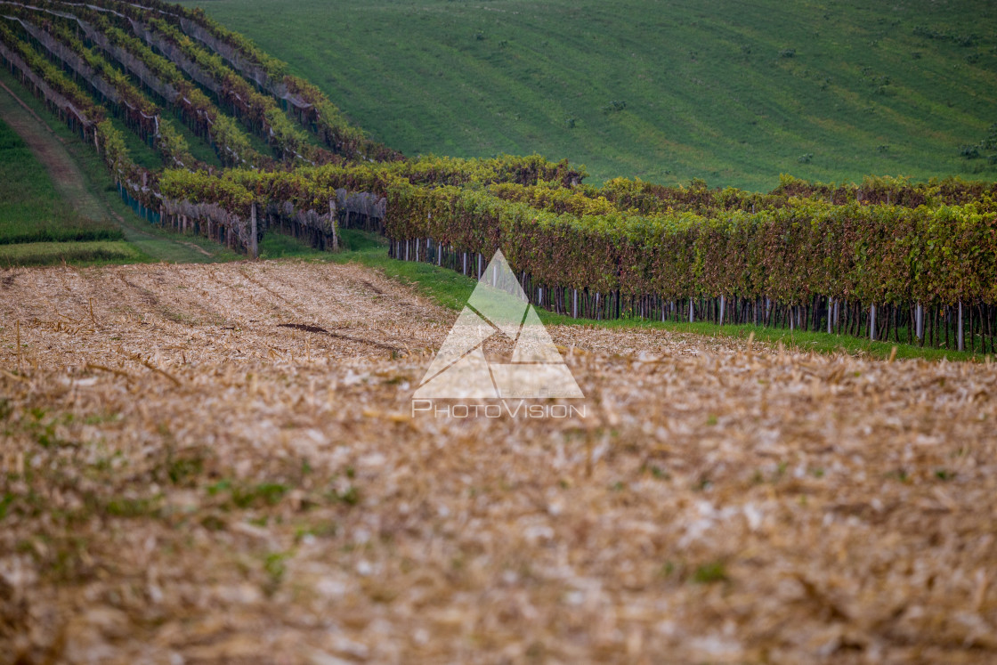 "Line of harvested fields and vineyards in Moravia" stock image