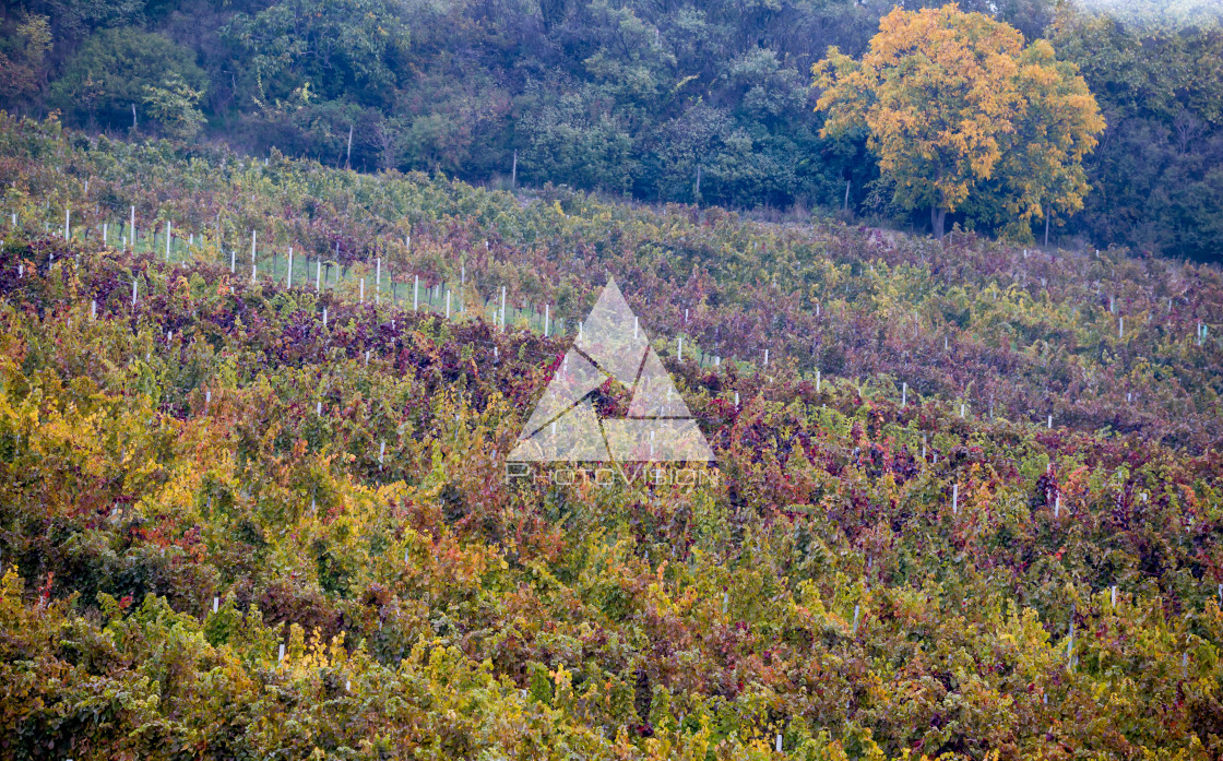 "Autumn vineyards of South Moravia" stock image