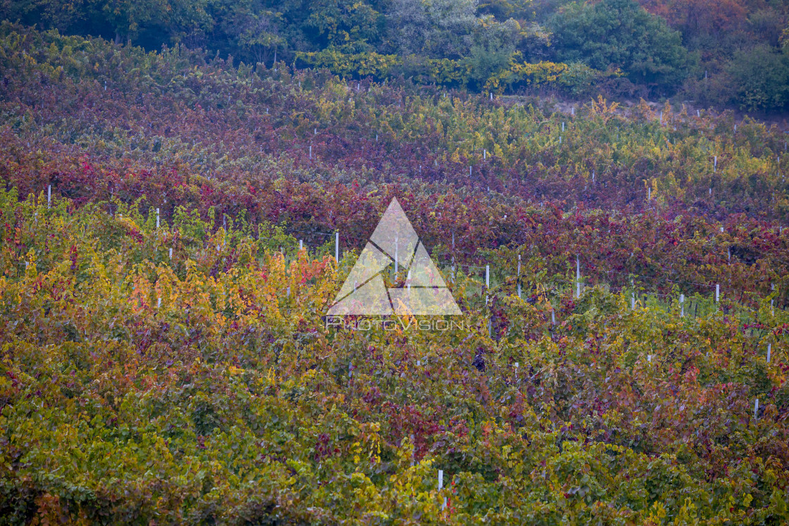 "Autumn vineyards of South Moravia" stock image