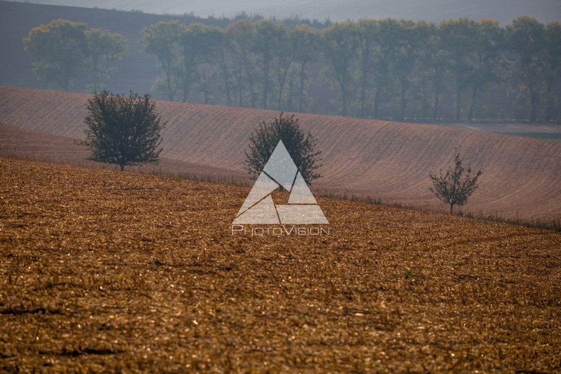 "Late autumn afternoon with the last sun in the fields" stock image