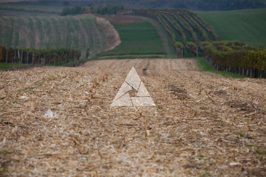 "Line of harvested fields and vineyards in Moravia" stock image