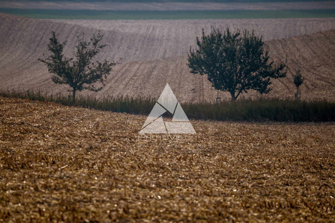 "Late autumn afternoon with the last sun in the fields" stock image