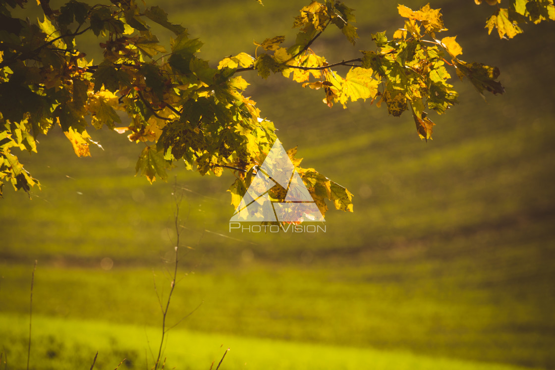 "Autumn picturesque rolling countryside of South Moravian fields and vineyards, called Moravian Tuscany, Czech Republic" stock image