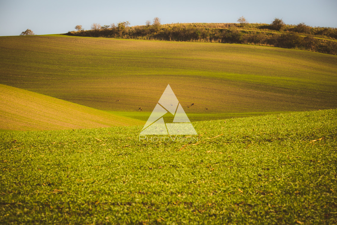 "Autumn wavy fields" stock image