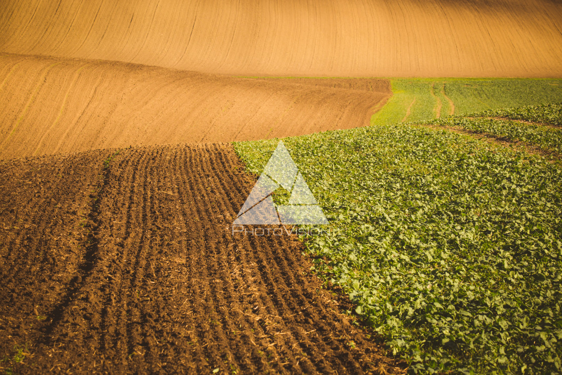 "Wavy autumn fields in Moravian Tuscany, Czech Republic" stock image