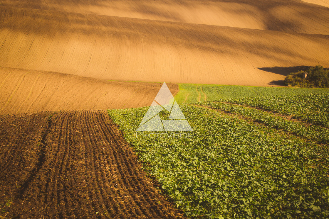 "Wavy autumn fields in Moravian Tuscany, Czech Republic" stock image