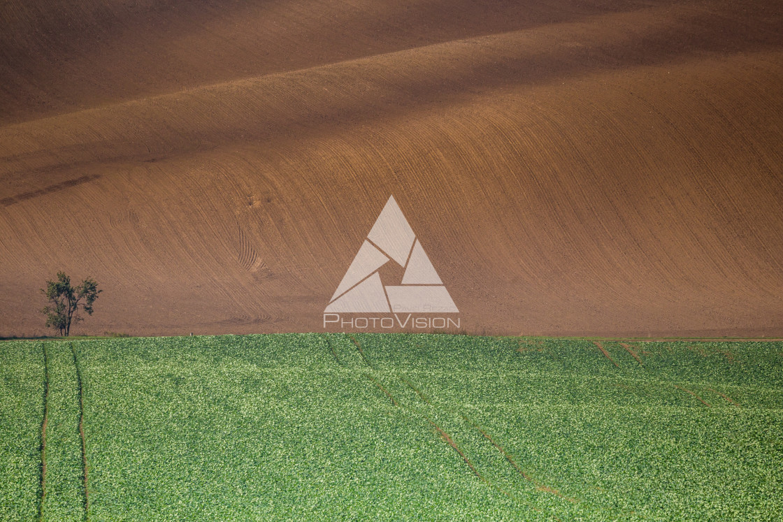 "Wavy autumn fields in Moravian Tuscany, Czech Republic" stock image