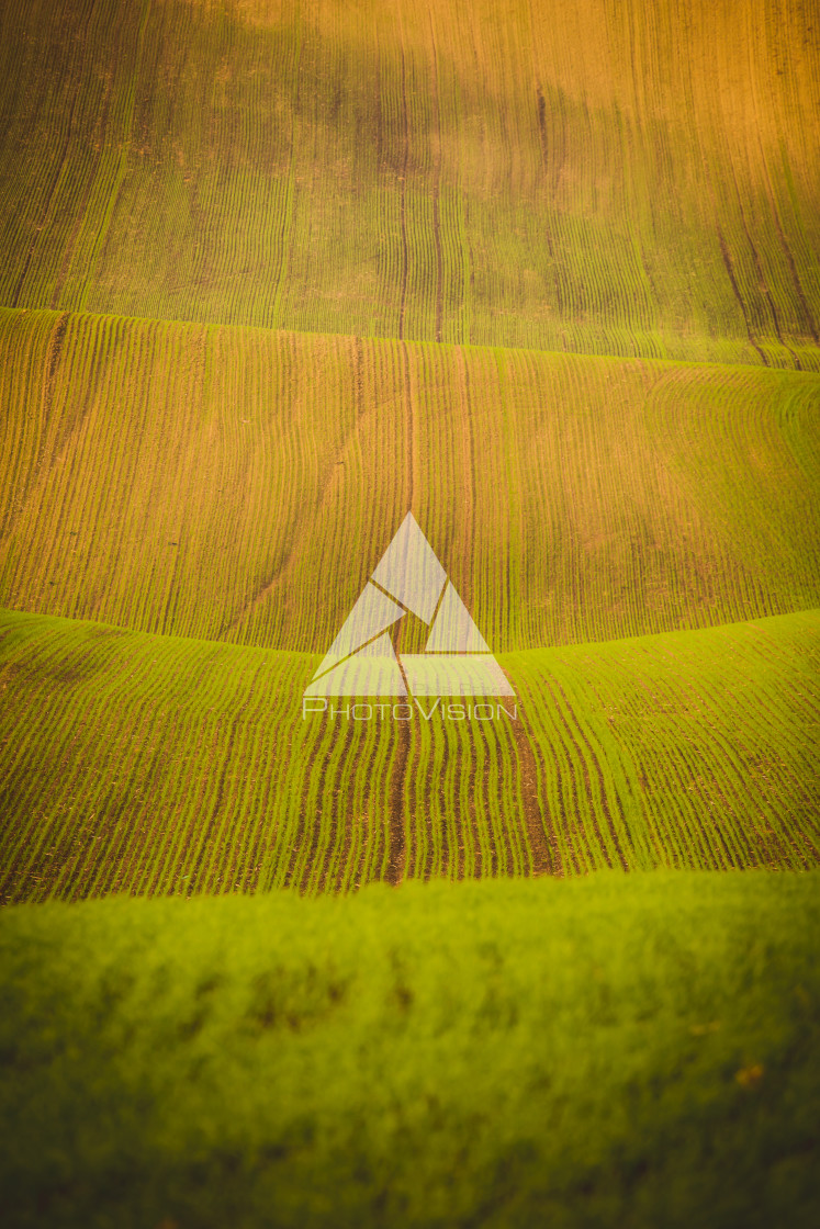 "Wavy autumn fields in Moravian Tuscany, Czech Republic" stock image