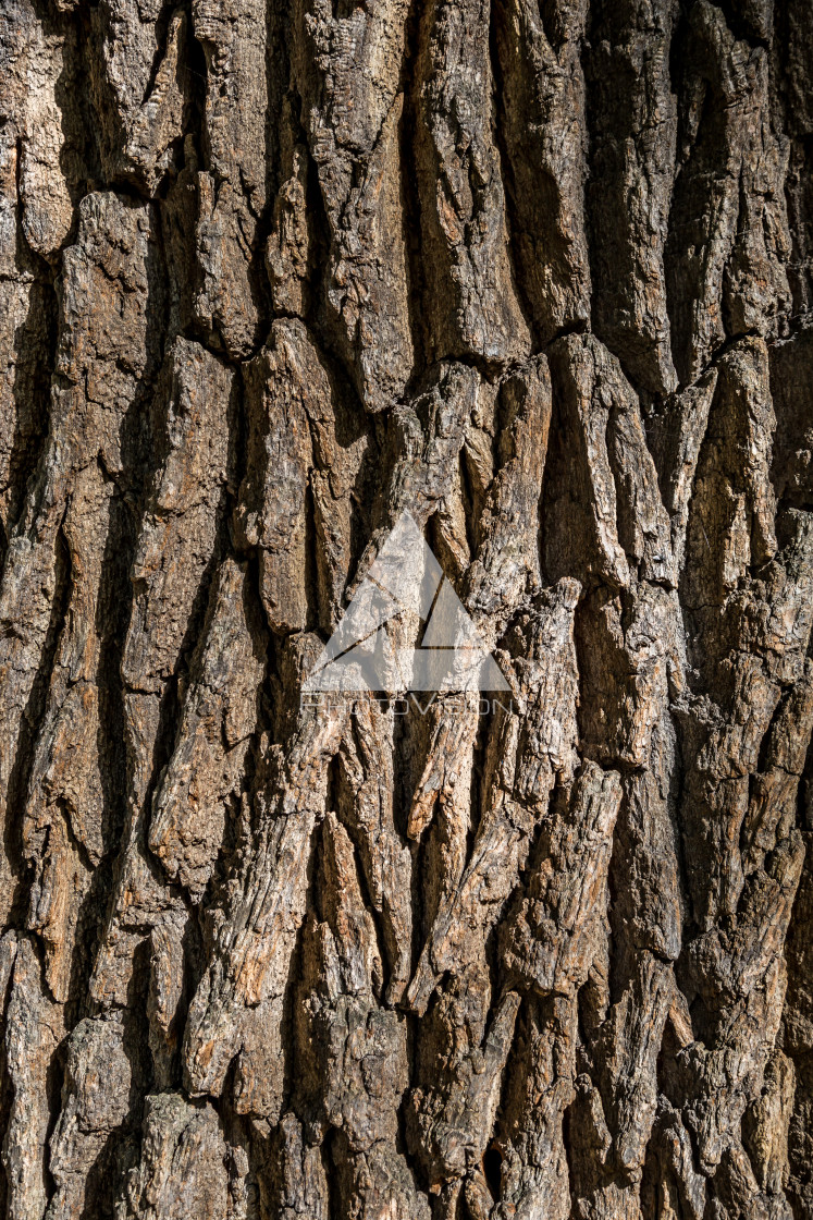 "Structure and drawing of the bark of an old tree" stock image