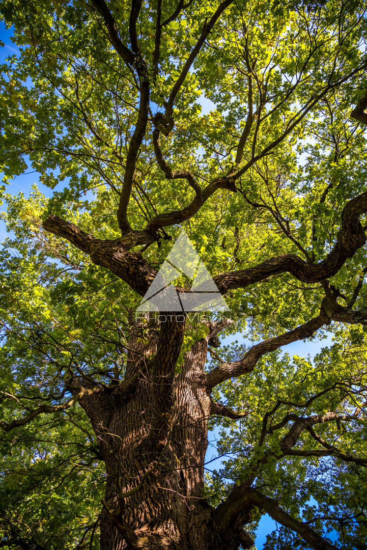 "Crown of old deciduous trees in the park" stock image