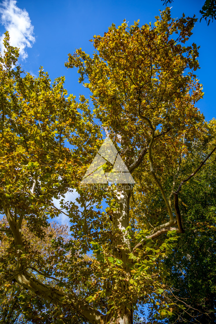 "Crown of old deciduous trees in the park" stock image