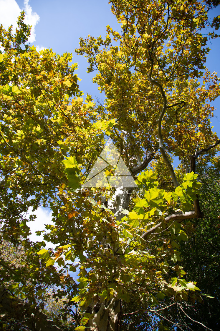 "Crown of old deciduous trees in the park" stock image