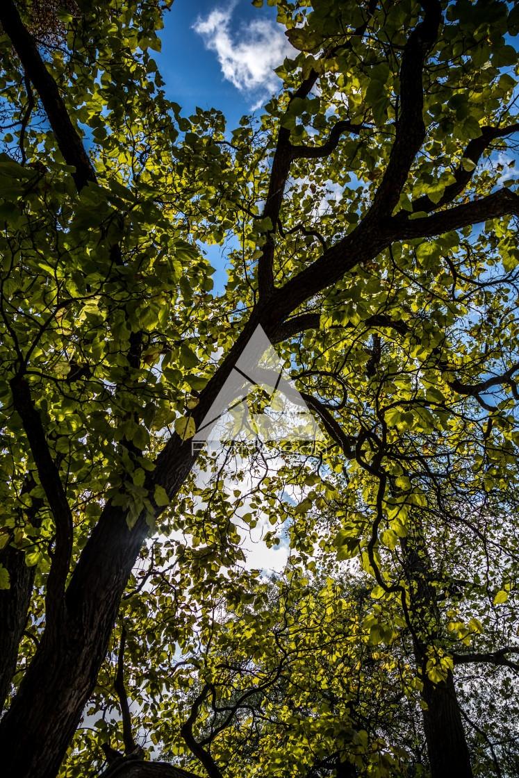 "Crown of old deciduous trees in the park" stock image