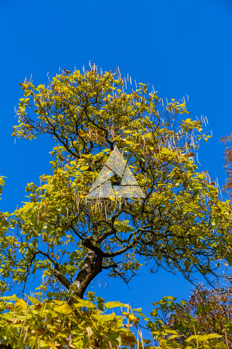 "Crown of old deciduous trees in the park" stock image