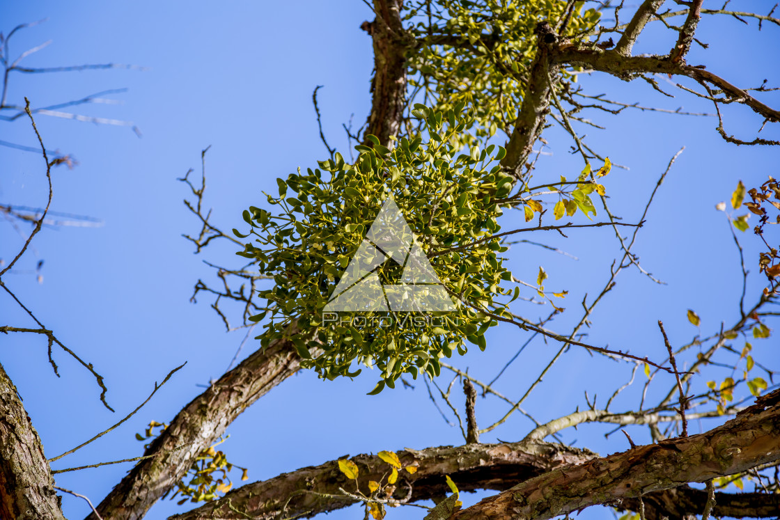 "Mistletoe on top of tree" stock image