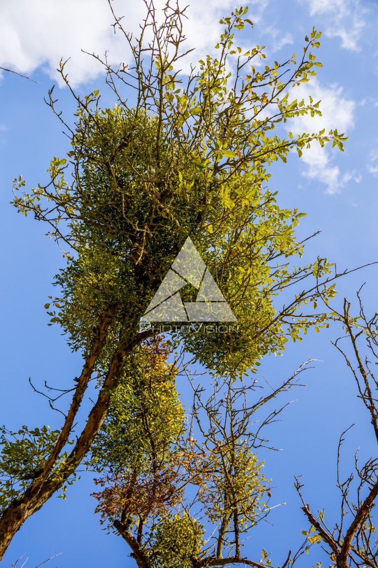 "Mistletoe on top of tree" stock image