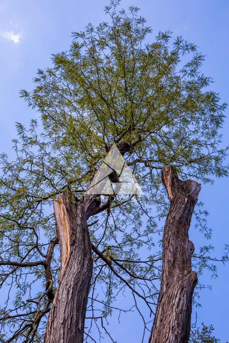 "Crown of old deciduous trees in the park" stock image