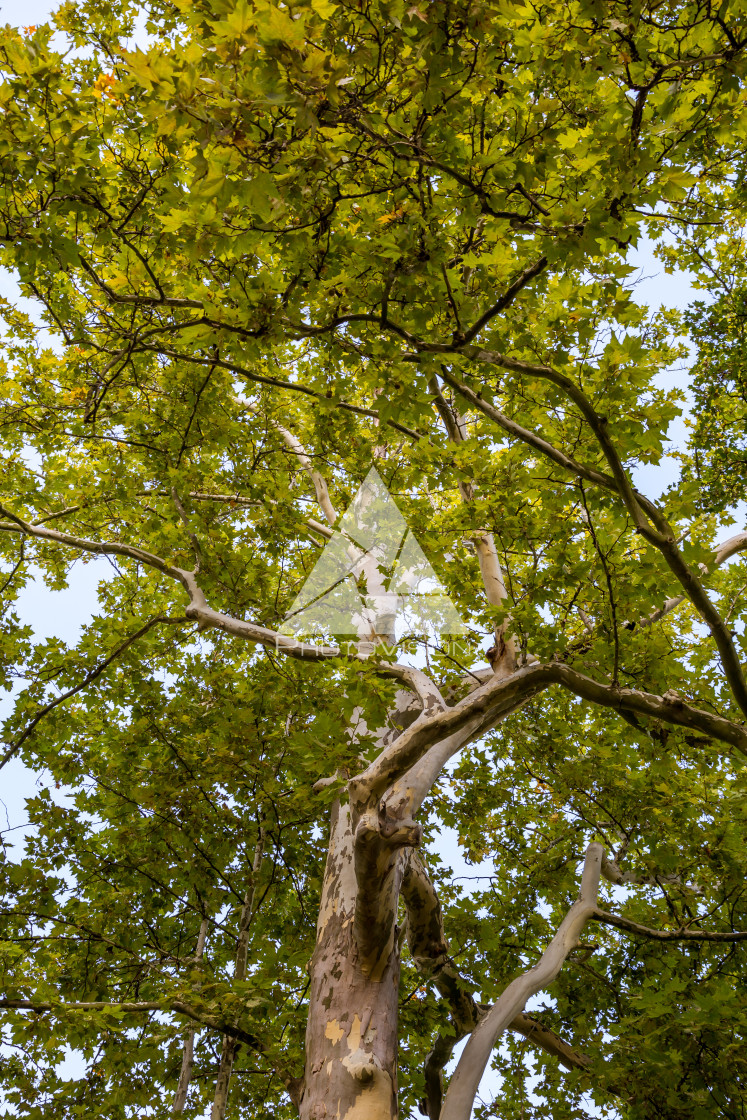 "Crown of old deciduous trees in the park" stock image