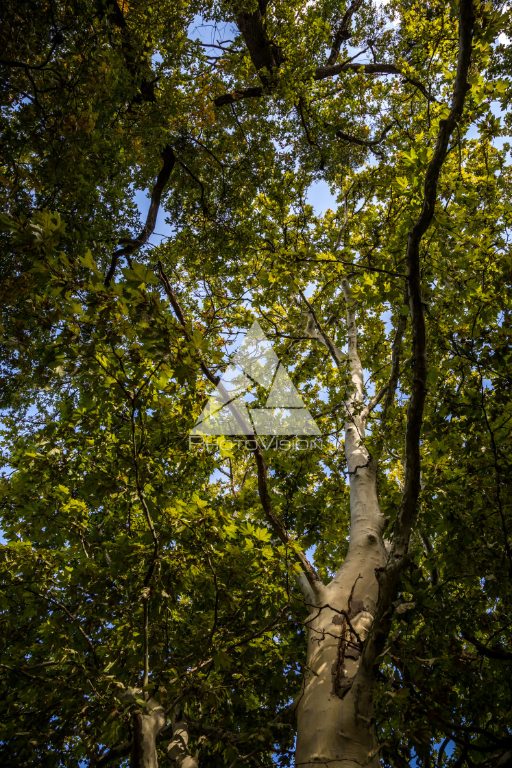 "Crown of old deciduous trees in the park" stock image