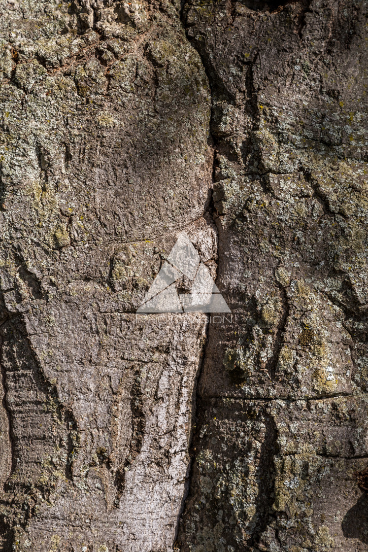 "Structure and drawing of the bark of an old tree" stock image