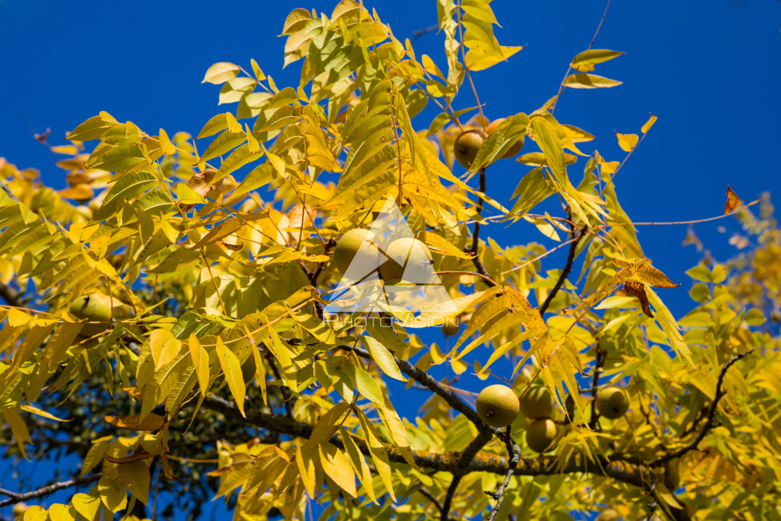 "Colorful leaves of trees" stock image