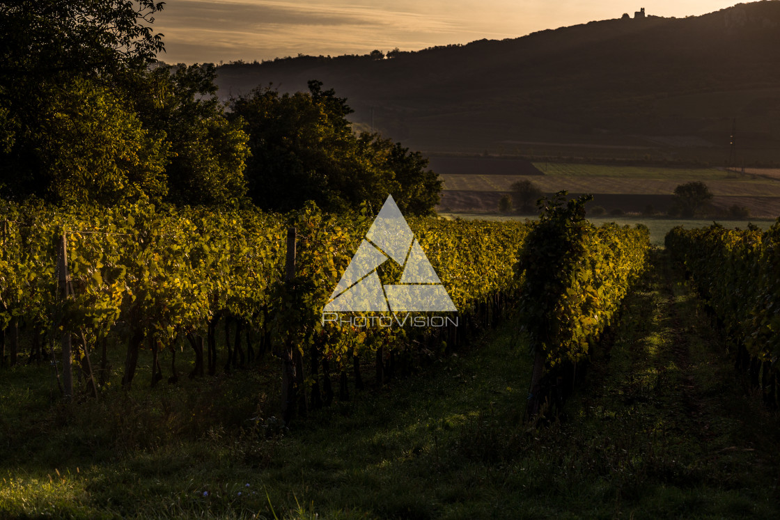 "The first rays of the autumn sun in the vineyard" stock image