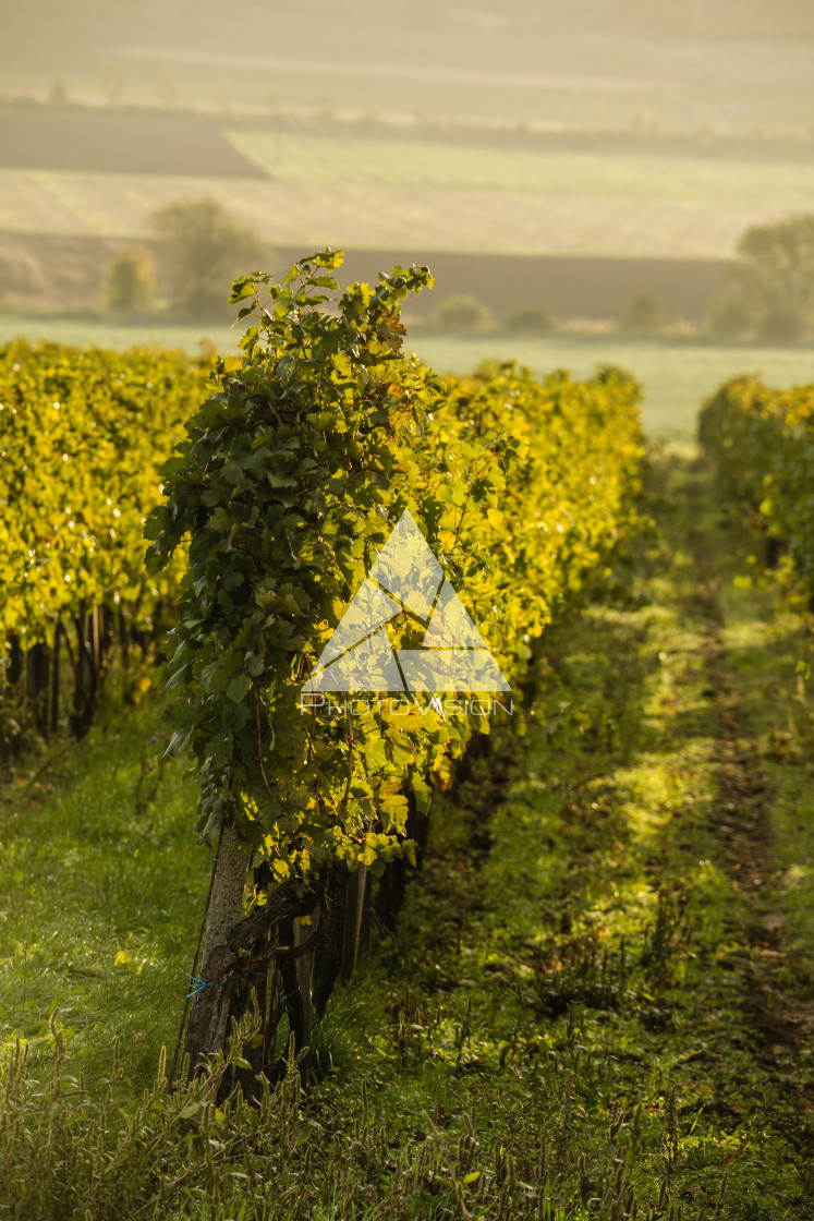 "The first rays of the autumn sun in the vineyard" stock image