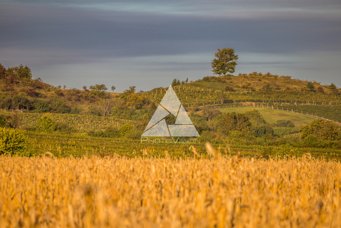 "Autumn morning in vineyard county" stock image