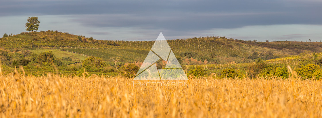 "Autumn morning in vineyard county" stock image