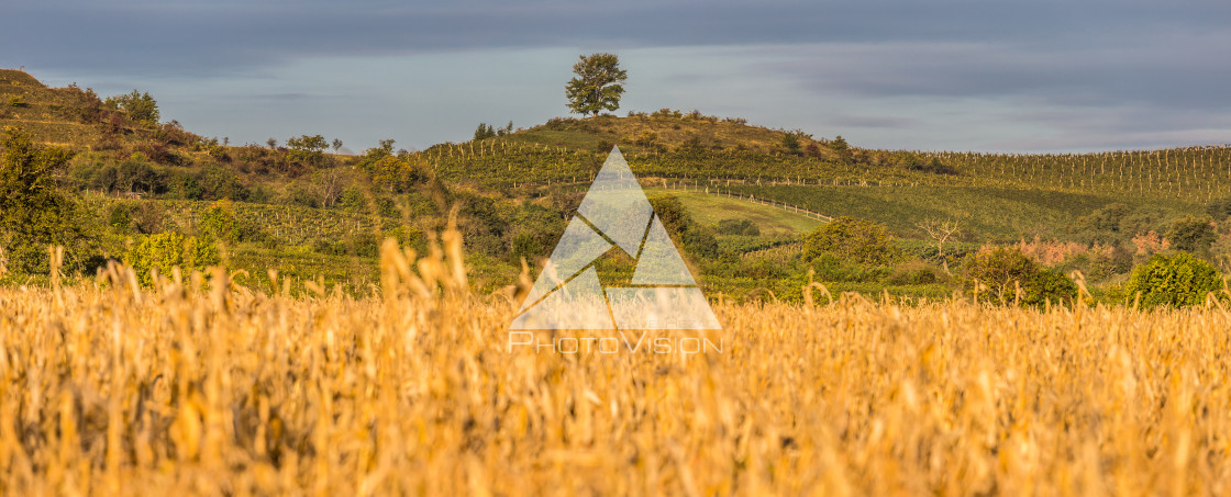 "Autumn morning in vineyard county" stock image