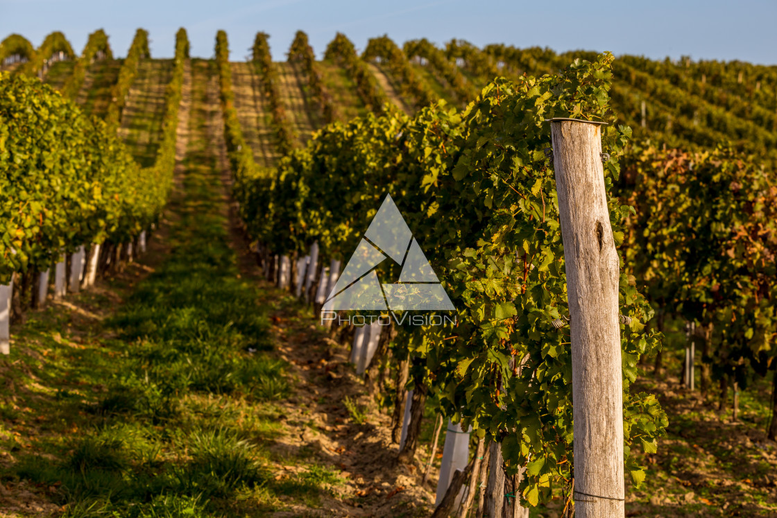 "Rows of vines on the hill" stock image