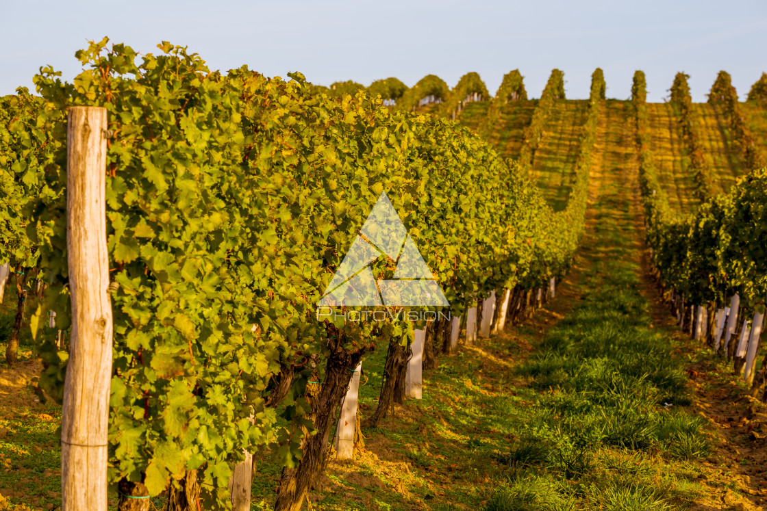 "Rows of vines on the hill" stock image