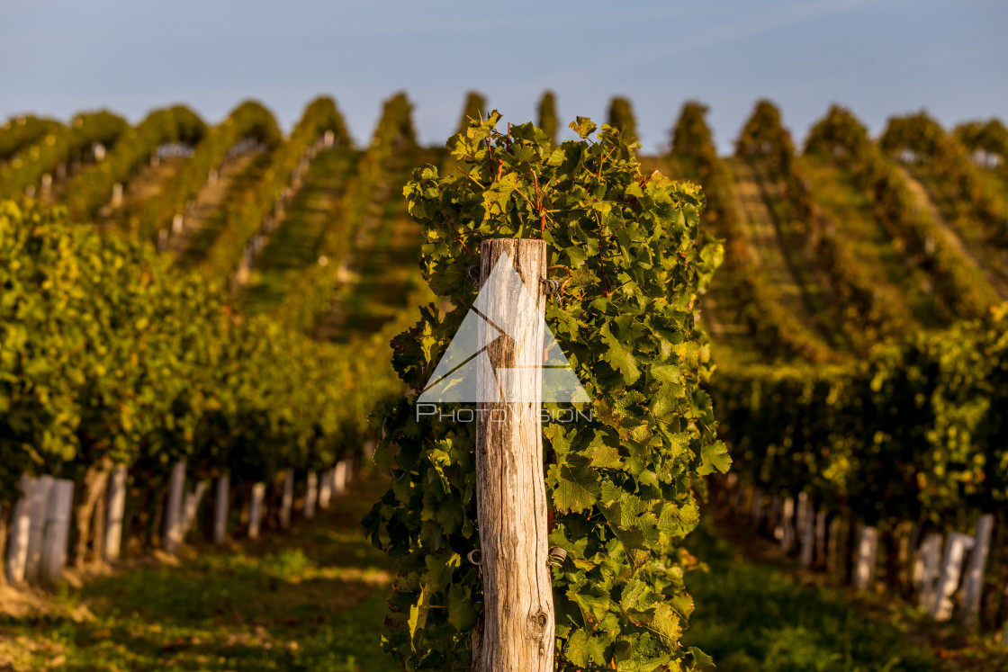 "Rows of vines on the hill" stock image