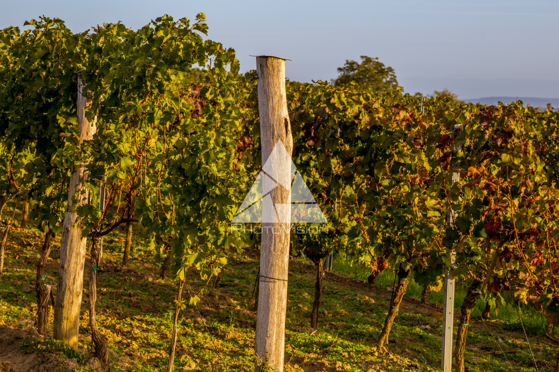 "Rows of vines on the hill" stock image