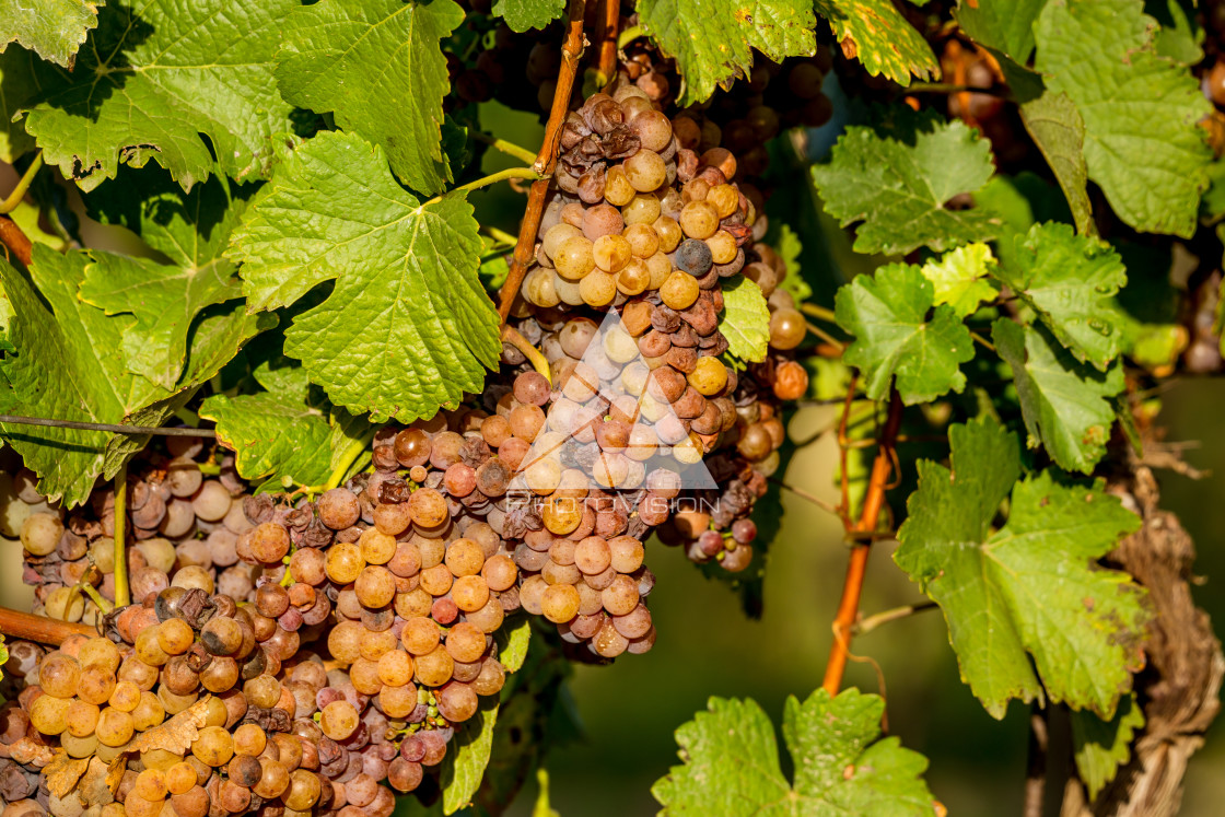 "Wine grapes before harvest" stock image