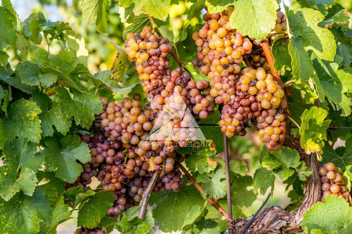 "Wine grapes before harvest" stock image