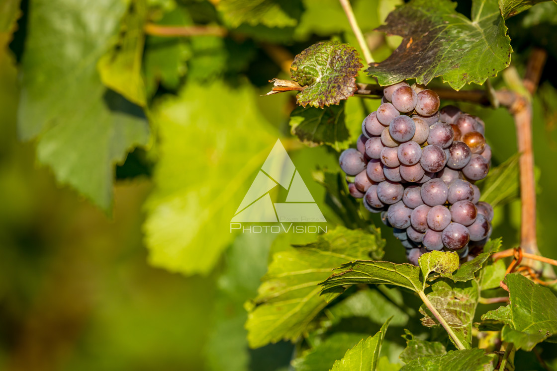 "Wine grapes before harvest" stock image